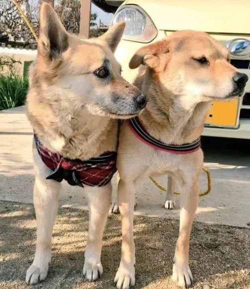 网红三只狗,萌宠界的明星风采