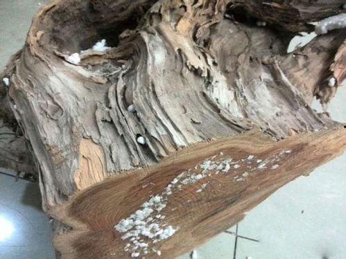 崖柏怎么看生料老料,崖柏生料与老料转化探析