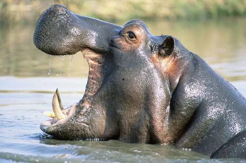 大河马吃哈密瓜,夏日美食新风尚