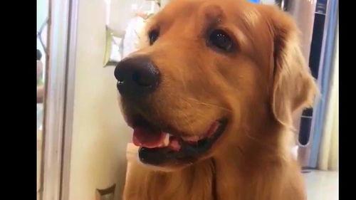 快手网红宠物,萌宠界的明星风采