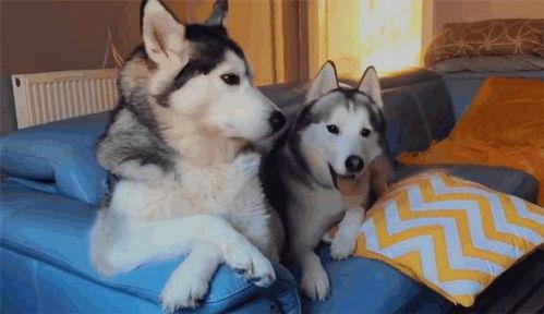 网红二哈狗,网红界的“拆家小能手”